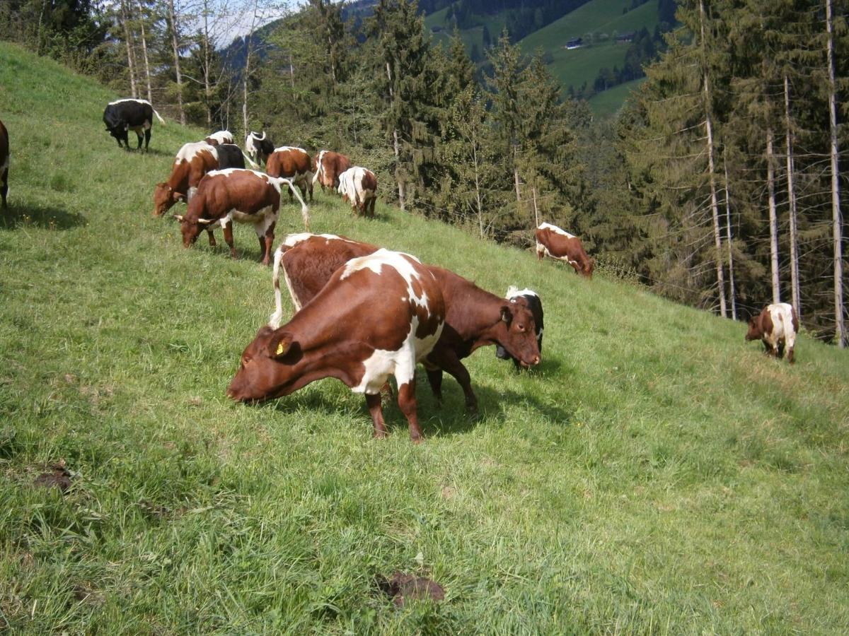Apartmán Filzenhof Kitzbühel Pokoj fotografie